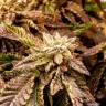 купить семена конопли OGKZ feminised Humboldt Seeds купить семена конопли OGKZ feminised Humboldt Seeds