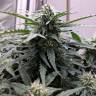 семена конопли с доставкой Auto Swiss Cheese feminised Nirvana Seeds