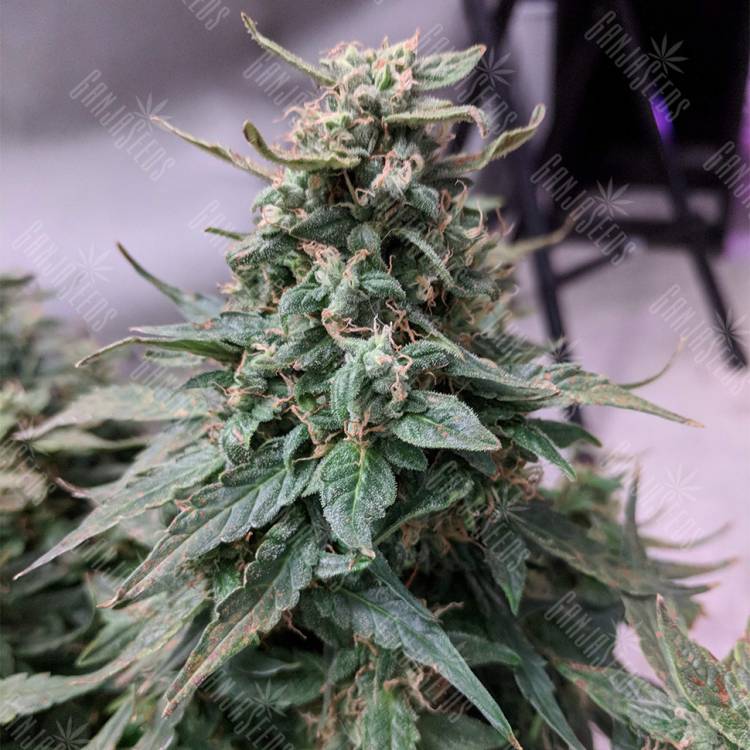 семена конопли гидропоники Auto Swiss Cheese feminised Nirvana Seeds