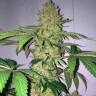 семена конопли Auto Big Devil XL feminised Sweet Seeds