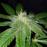 заказ семян конопли Москва Jack 47 F1 Fast Version feminised Sweet Seeds заказ семян конопли Москва Jack 47 F1 Fast Version feminised Sweet Seeds
