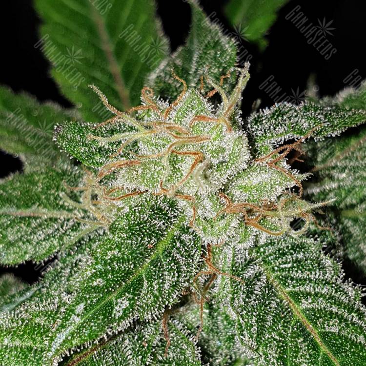 семена конопли курьером Jack 47 F1 Fast Version feminised Sweet Seeds семена конопли курьером Jack 47 F1 Fast Version feminised Sweet Seeds