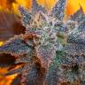 семена конопли Спб Auto Purple feminised