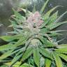 Havok feminised GanjaVIP Seeds