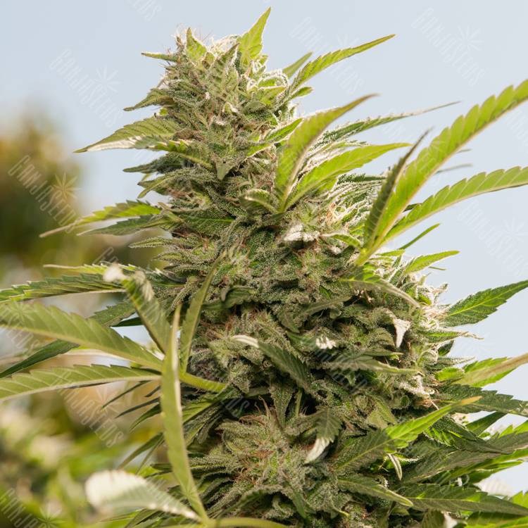 Jorge`s Diamonds #1 feminised Dutch Passion Seeds Jorge`s Diamonds #1 feminised Dutch Passion Seeds