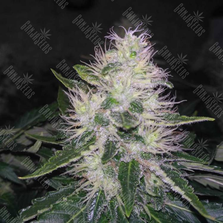 White Widow feminised Breeders Community Seeds