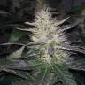 White Widow feminised Breeders Community Seeds