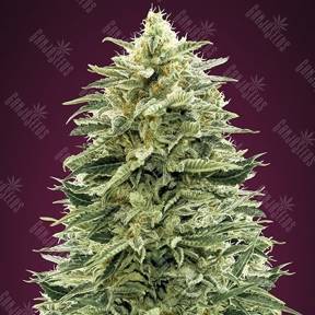 Auto Amnesia feminised Advanced Seeds