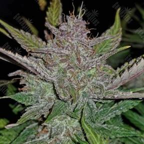 Auto Cream Cookies feminised Fast Buds
