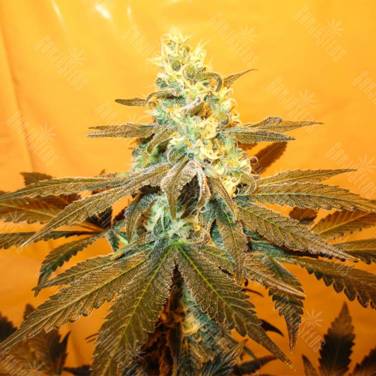 семена конопли Россия Pineapple Skunk feminised Humboldt Seeds семена конопли Россия Pineapple Skunk feminised Humboldt Seeds