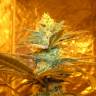 заказ семян конопли Спб Pineapple Skunk feminised Humboldt Seeds заказ семян конопли Спб Pineapple Skunk feminised Humboldt Seeds