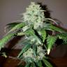 семена конопли интернет магазин Auto White Widow feminised Nirvana Seeds семена конопли интернет магазин Auto White Widow feminised Nirvana Seeds