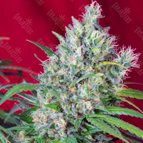 Auto Cream Mandarine feminised Sweet Seeds