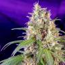 семена каннабиса Auto Cream Mandarine feminised Sweet Seeds