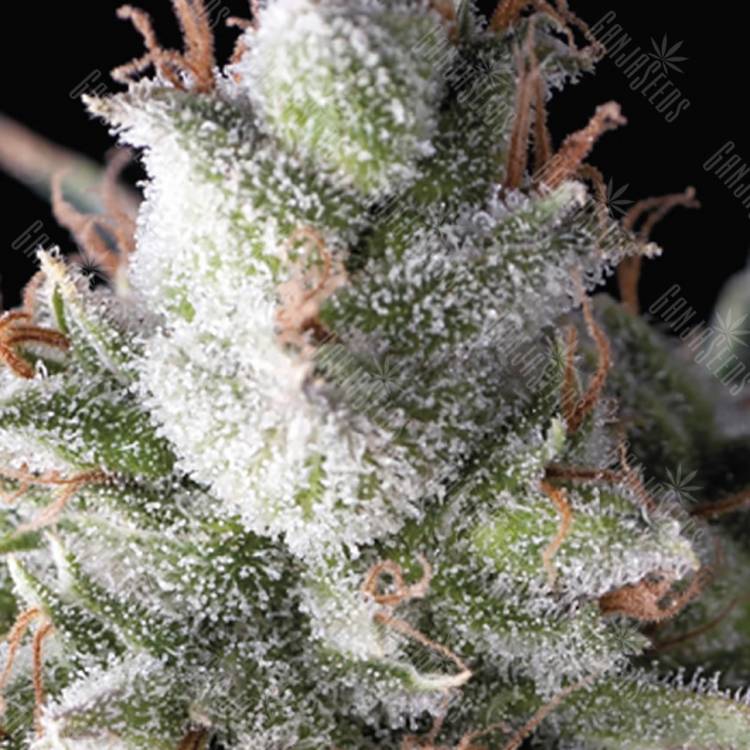 семена конопли гидропоники Ramses feminised Pyramid Seeds семена конопли гидропоники Ramses feminised Pyramid Seeds