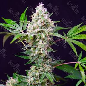 Auto Blow Mind feminised Ganja Seeds