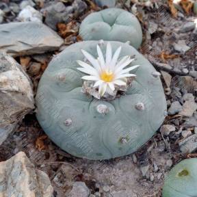 Lophophora diffusa var. lutea