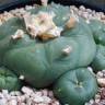 Заказать семена кактуса Lophophora diffusa var. lutea