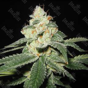 Auto Great White Shark feminised Ganja Seeds