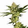 Hyperion feminised GanjaVIP Seeds Hyperion feminised GanjaVIP Seeds