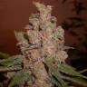 Hyperion feminised GanjaVIP Seeds Hyperion feminised GanjaVIP Seeds