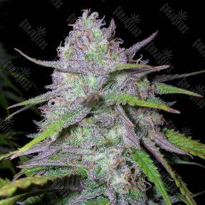 Arjan's Ultra Haze 1 feminised Green House Seeds