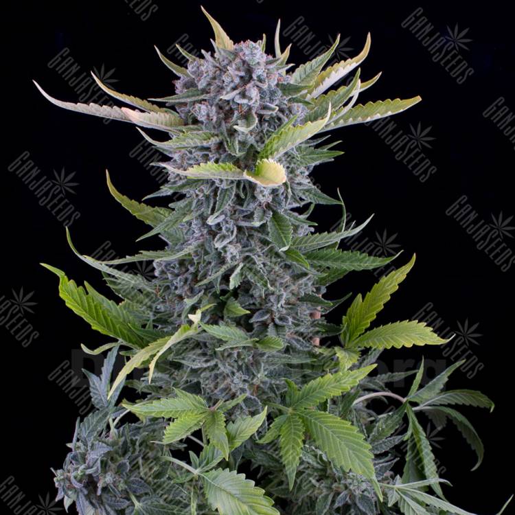 купить в России Auto White Widow feminised купить в России Auto White Widow feminised