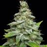 Haze regular Ganja Seeds Haze regular Ganja Seeds