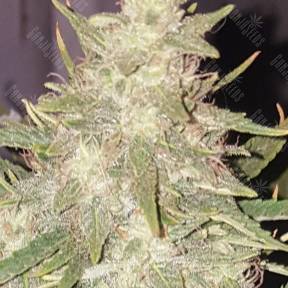 Auto Short Ryder regular Ganja Seeds