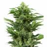 Auto Short Ryder regular Ganja Seeds