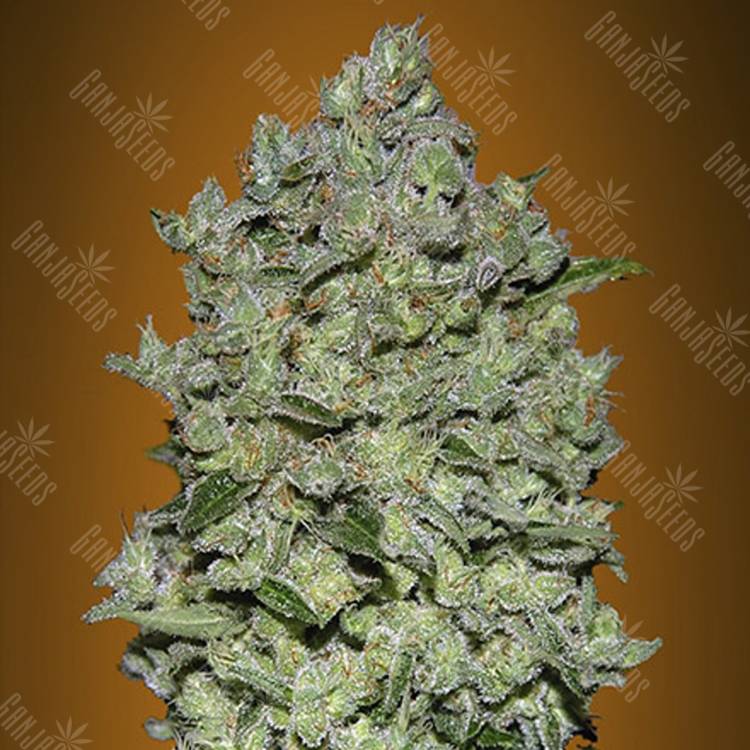 где можно заказать семена конопли Auto Bio Diesel Mass feminised Advanced Seeds