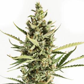 Auto Amnesia XXL feminised Dinafem Seeds