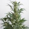 качественные семена конопли Auto Amnesia XXL feminised Dinafem Seeds