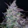 семена конопли для выращивания Auto Fastberry feminised Fast Buds