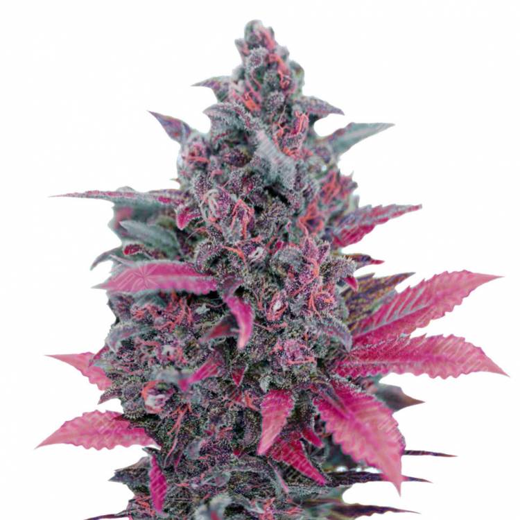 семена конопли Auto Dark Devil feminised Sweet Seeds семена конопли Auto Dark Devil feminised Sweet Seeds