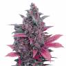 семена конопли Auto Dark Devil feminised Sweet Seeds семена конопли Auto Dark Devil feminised Sweet Seeds