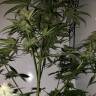 семена конопли аутдор Killer Kush F1 Fast Version feminised Sweet Seeds семена конопли аутдор Killer Kush F1 Fast Version feminised Sweet Seeds