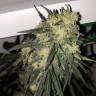 семена конопли скороспелый купить Killer Kush F1 Fast Version feminised Sweet Seeds семена конопли скороспелый купить Killer Kush F1 Fast Version feminised Sweet Seeds