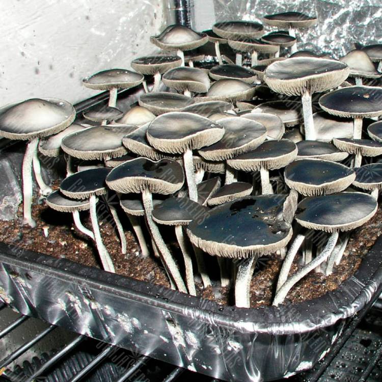 Споровый отпечаток Panaeolus Goliath