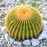 Заказать семена кактуса Echinocactus Grusonii Заказать семена кактуса Echinocactus Grusonii