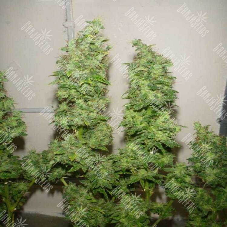 Tangerine Dream feminised Ganja Seeds купить семена каннабиса в интернет магазине в России