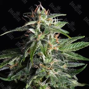 Auto Sour Diesel feminised Ganja Seeds