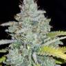 семена конопли как купить Auto Sour Diesel feminised