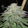 Master Kush feminised Dutch Passion Seeds