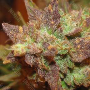 Auto Big Devil #2 regular Ganja Seeds