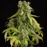 семена конопли недорого Auto Blue Cheese feminised Dinafem Seeds