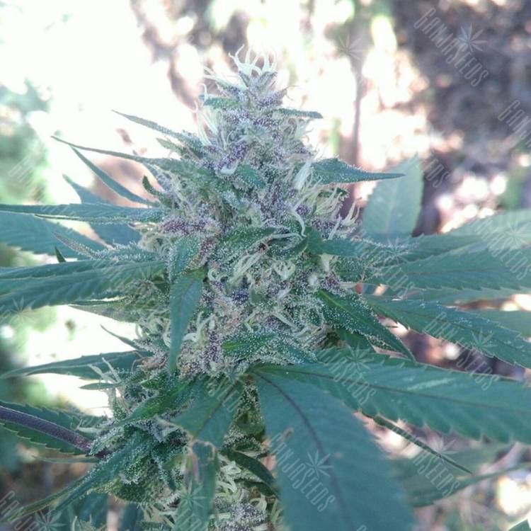 семена конопли в России Raspberry Diesel feminised Humboldt Seeds