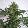 семена конопли гидропоники Mohan Ram feminised Sweet Seeds