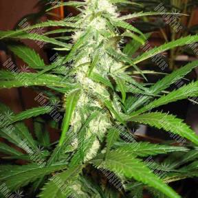 Sugar Black Rose feminised Ganja Seeds Fast Version