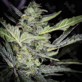 Auto Tangelo Rapido feminised Ganja Seeds